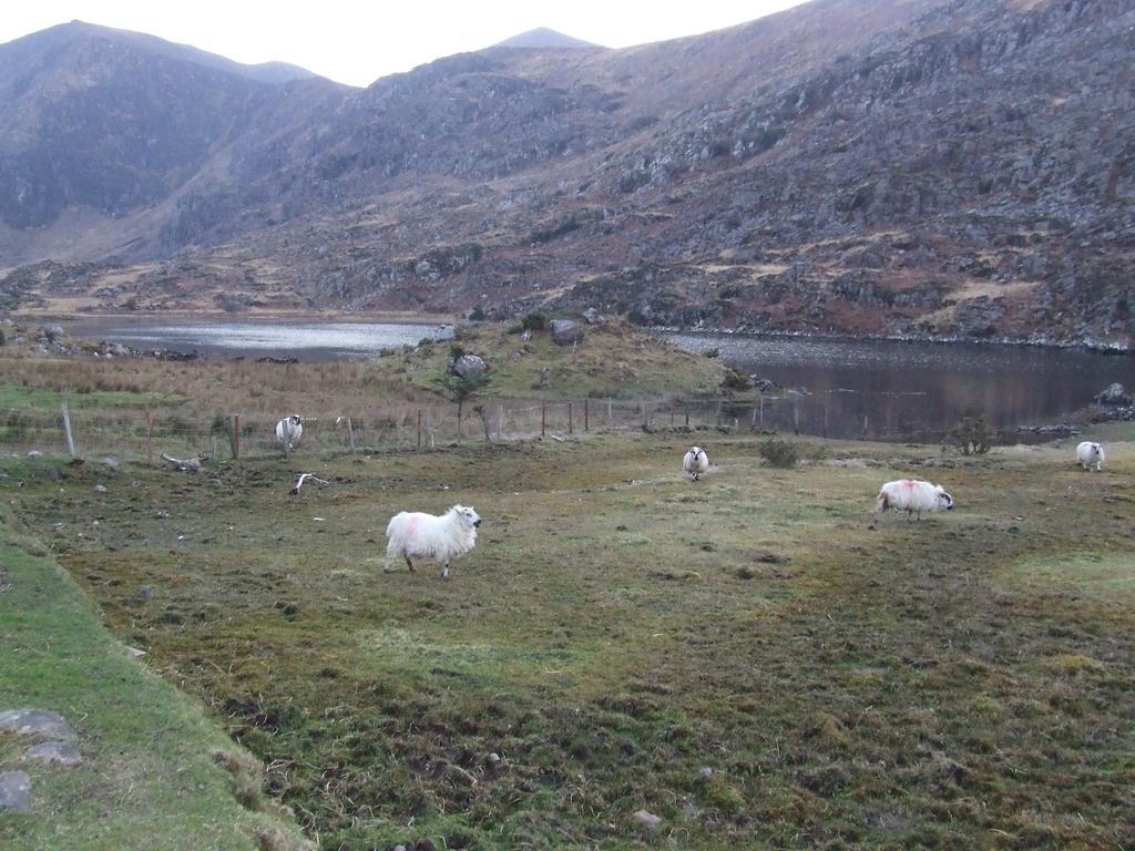 Rockfield House B&B Killarney Eksteriør billede